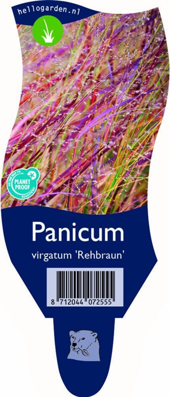 Panicum virgatum 'Rehbraun' - P11